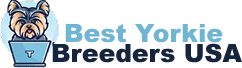 Best Yorkie Puppies Breeders USA